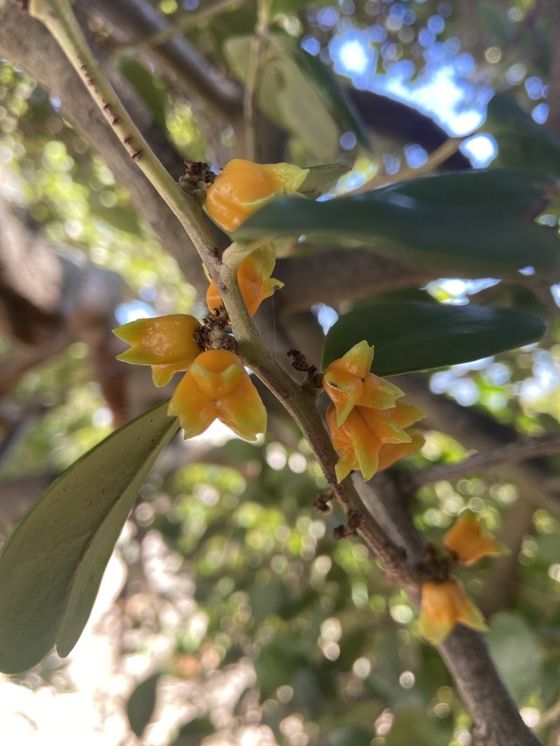 Pterocelastrus tricuspidatus photo 7