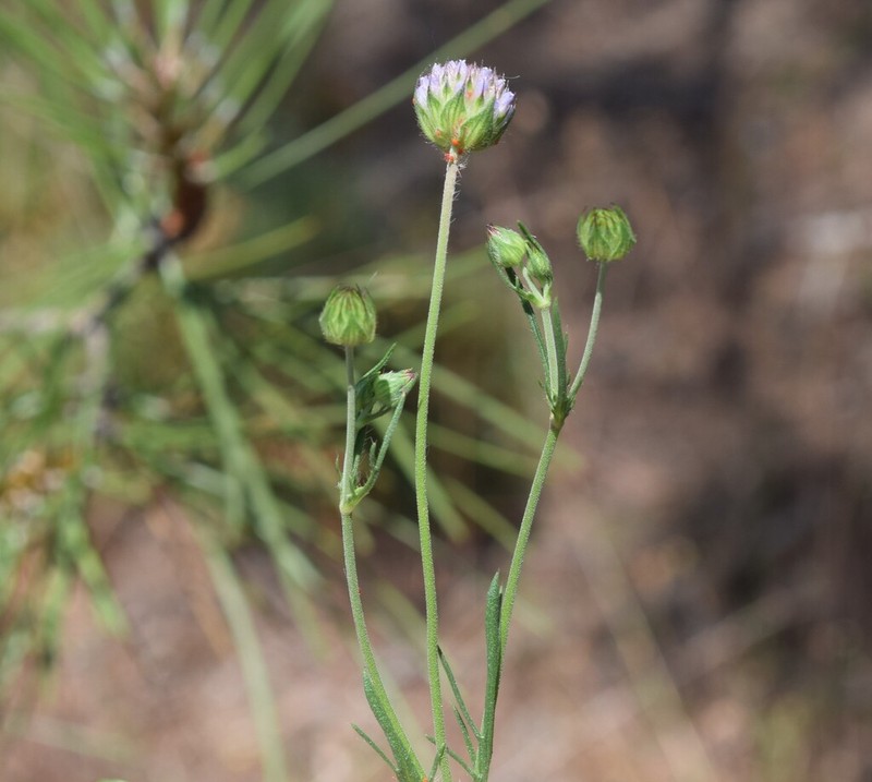 Pterocephalidium diandrum