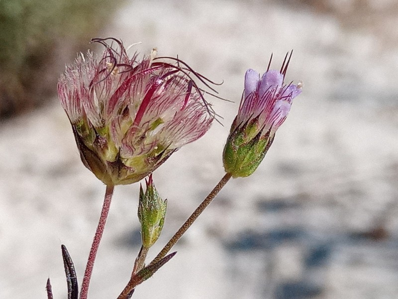 Pterocephalidium diandrum photo 2