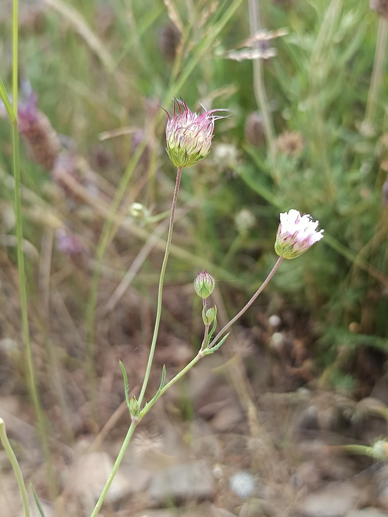 Pterocephalidium diandrum photo 3