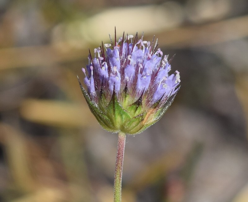 Pterocephalidium diandrum photo 4