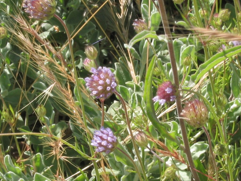 Pterocephalidium diandrum photo 5