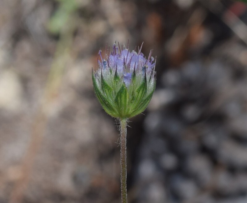 Pterocephalidium diandrum photo 6