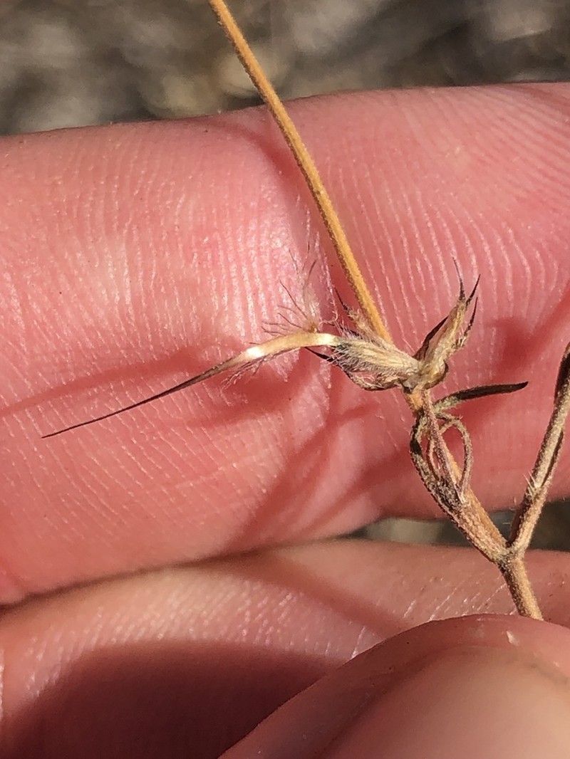 Pterocephalidium diandrum photo 7