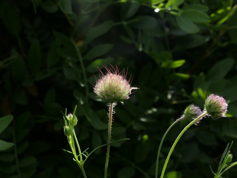 Pterocephalidium diandrum photo 8