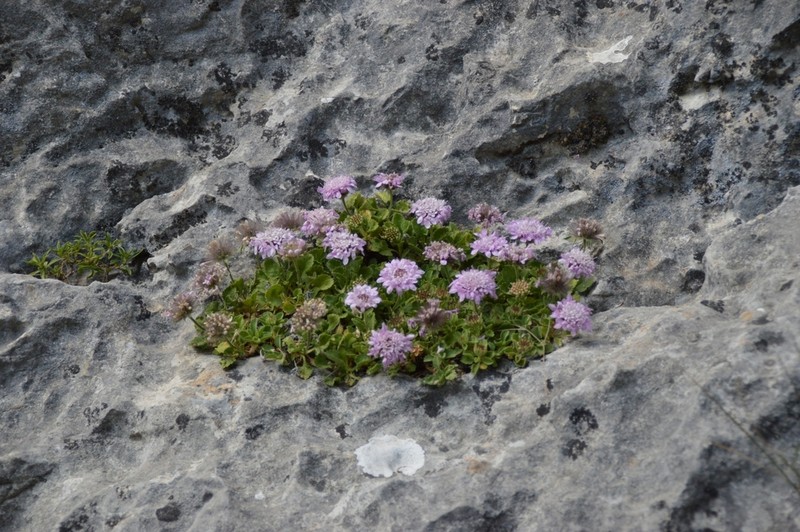 Pterocephalus bellidifolius photo 2