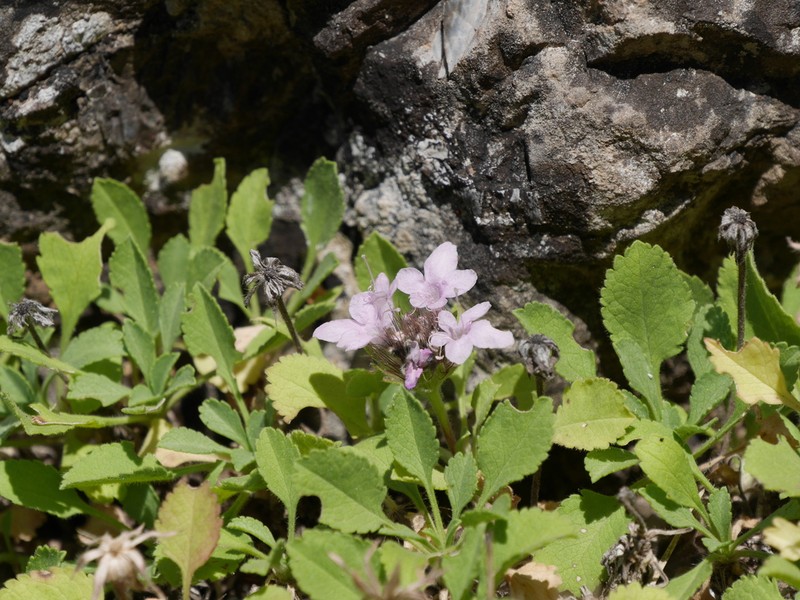 Pterocephalus bellidifolius photo 3