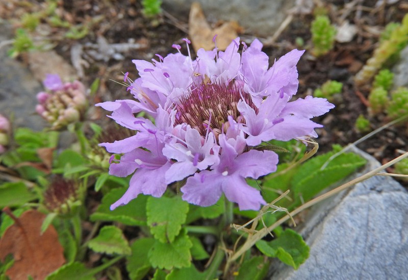 Pterocephalus bellidifolius photo 4