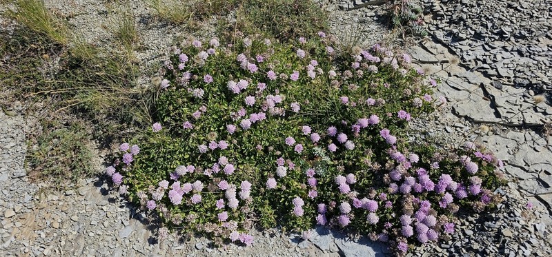 Pterocephalus bellidifolius photo 5