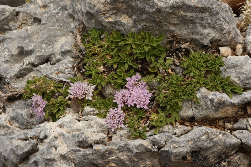 Pterocephalus bellidifolius photo 6
