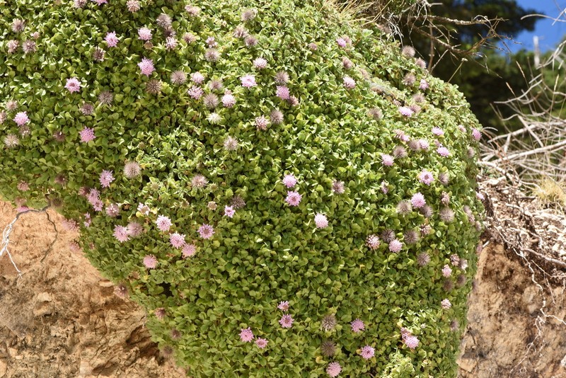Pterocephalus bellidifolius photo 7