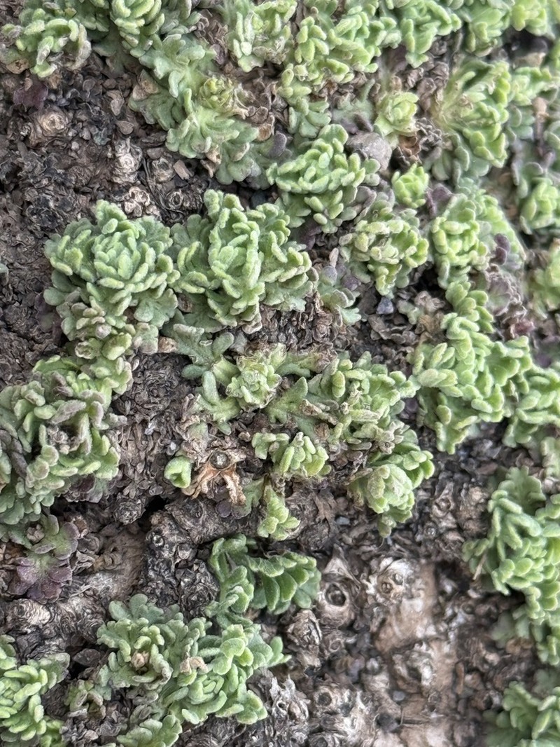 Pterocephalus depressus photo 6