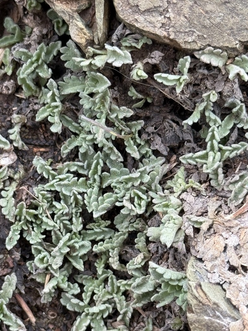 Pterocephalus depressus photo 7