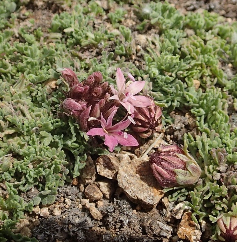 Pterocephalus depressus photo 8
