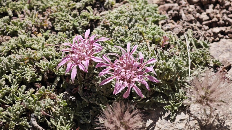 Pterocephalus depressus subsp. depressus