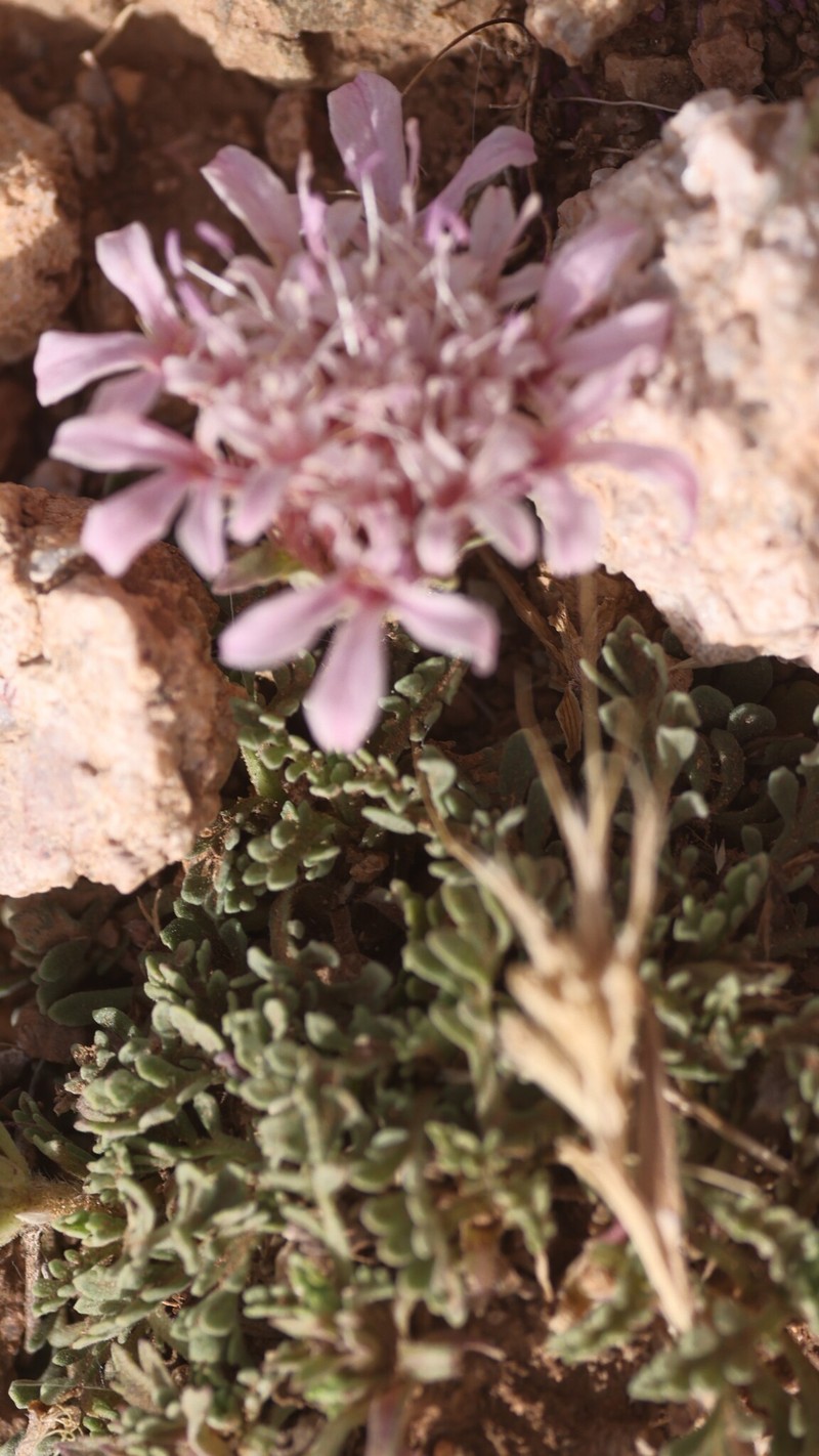 Pterocephalus depressus subsp. depressus photo 2