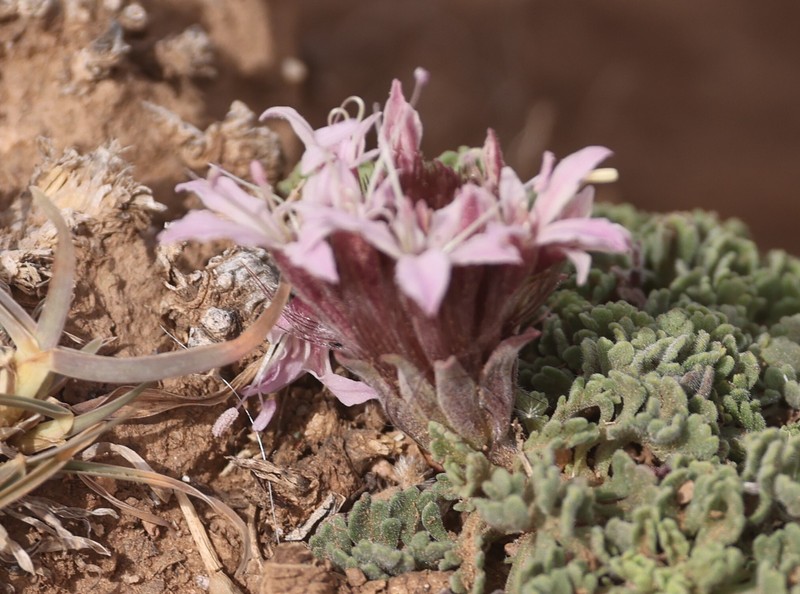Pterocephalus depressus subsp. depressus photo 3
