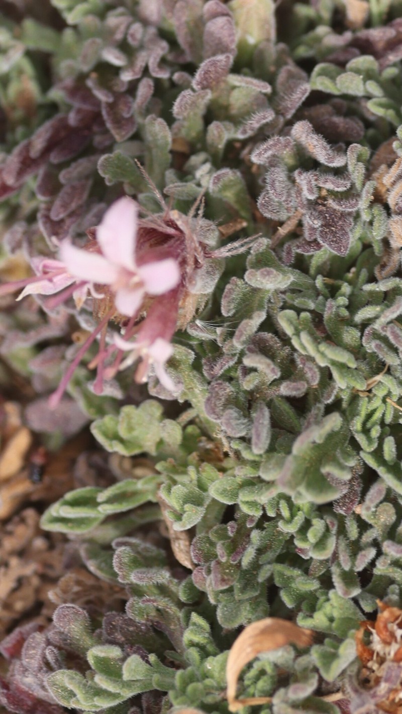 Pterocephalus depressus subsp. depressus photo 4