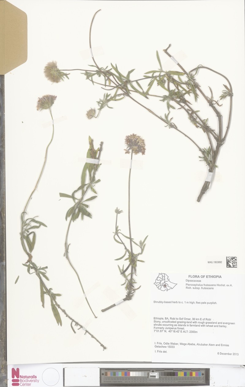 Pterocephalus frutescens photo 3