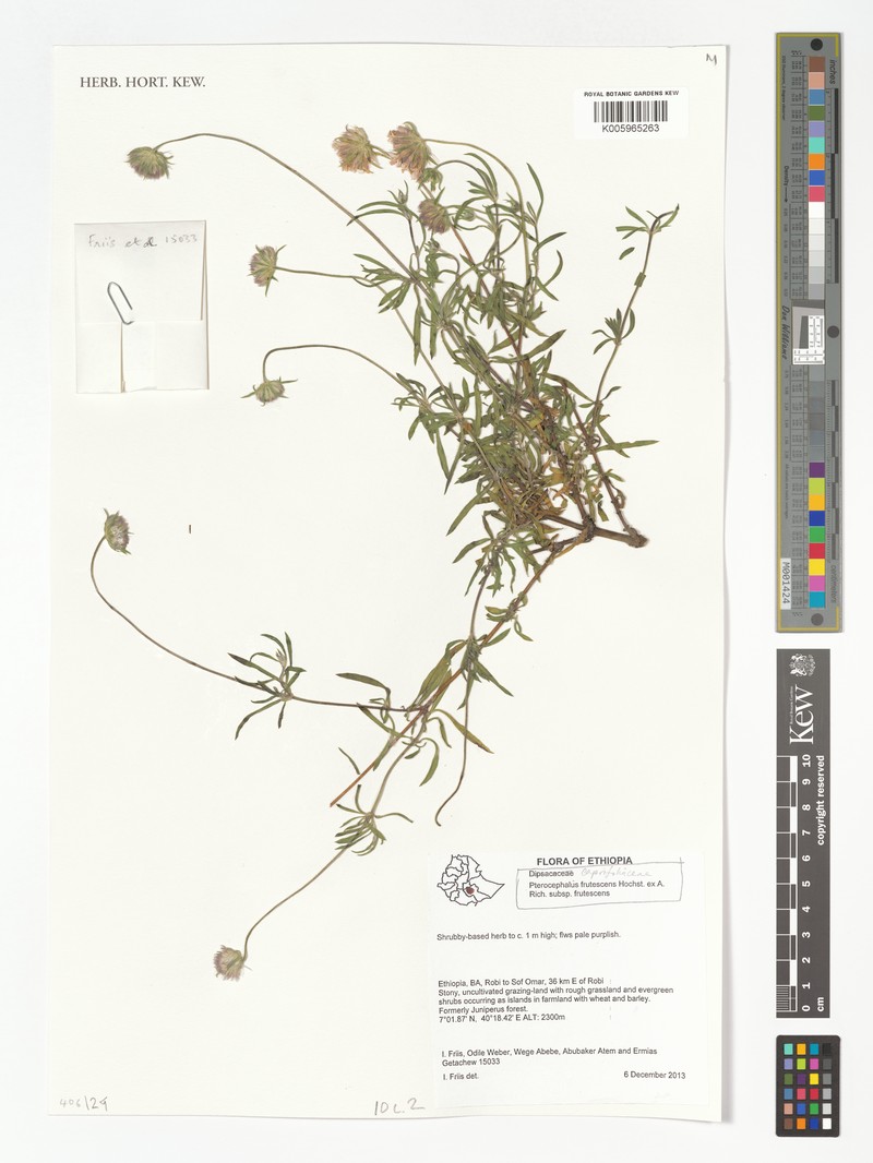 Pterocephalus frutescens photo 4