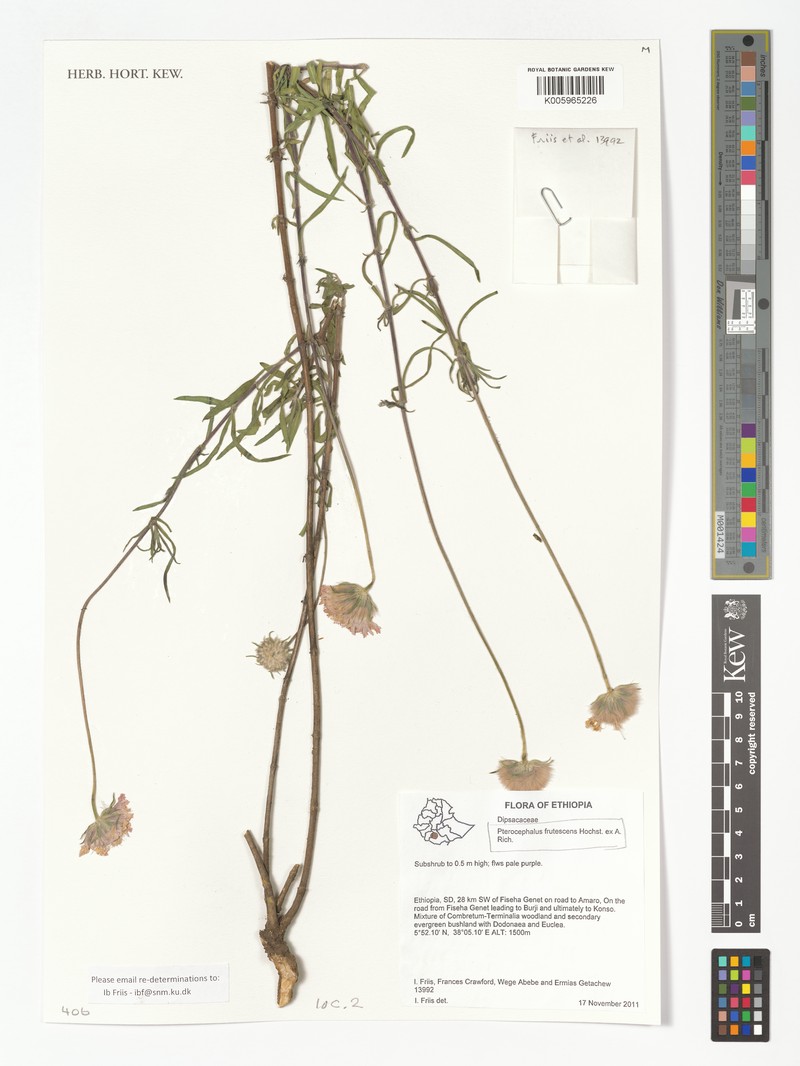 Pterocephalus frutescens photo 6