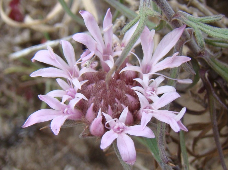 Pterocephalus frutescens var. frutescens
