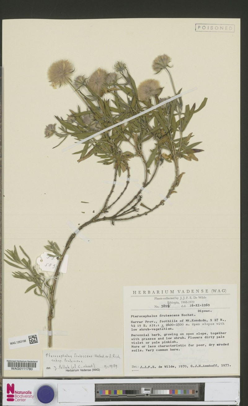 Pterocephalus frutescens var. frutescens photo 3