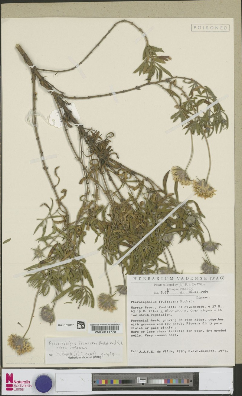 Pterocephalus frutescens var. frutescens photo 4