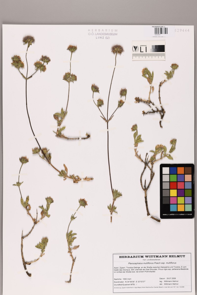 Pterocephalus multiflorus subsp. multiflorus