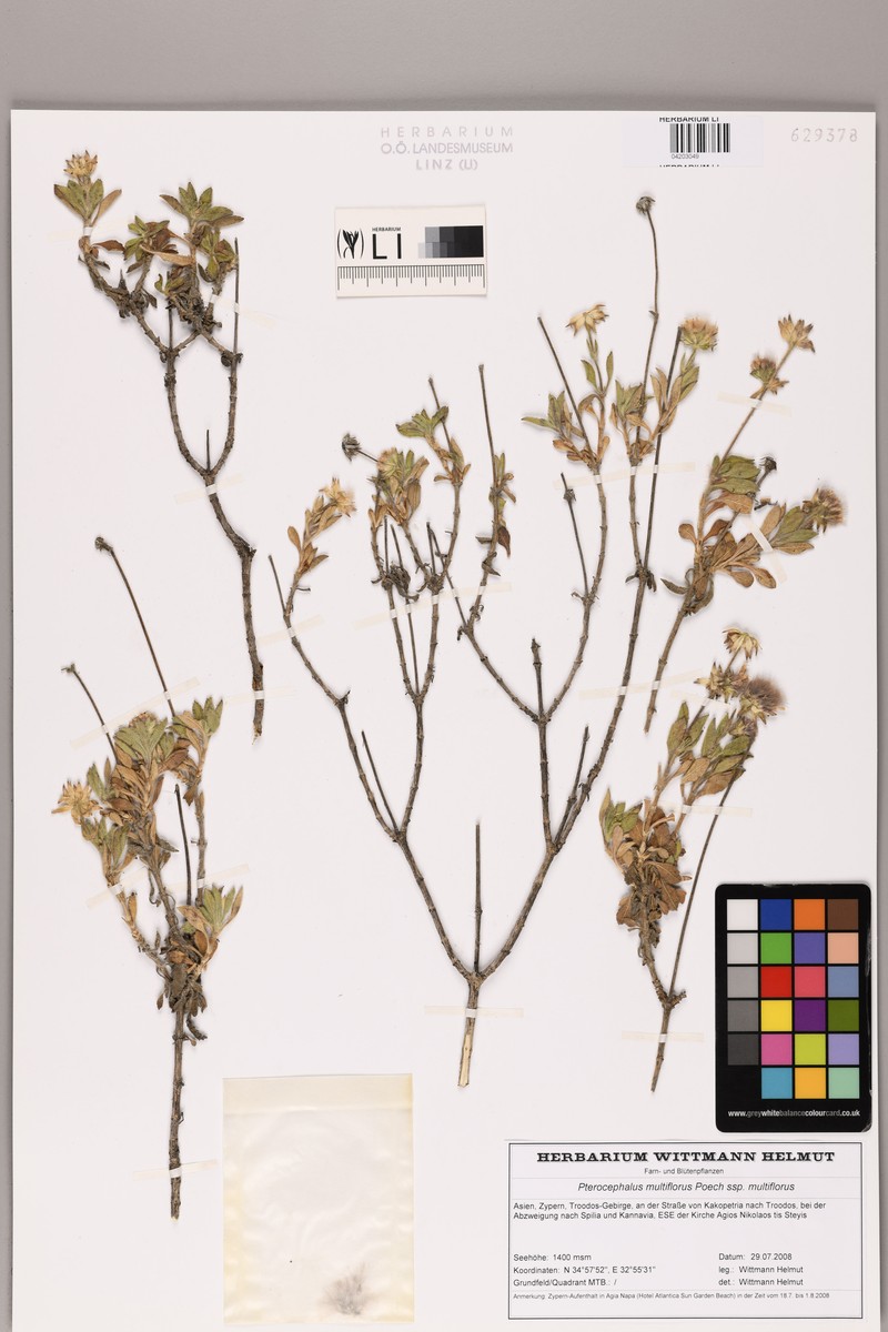 Pterocephalus multiflorus subsp. multiflorus photo 2