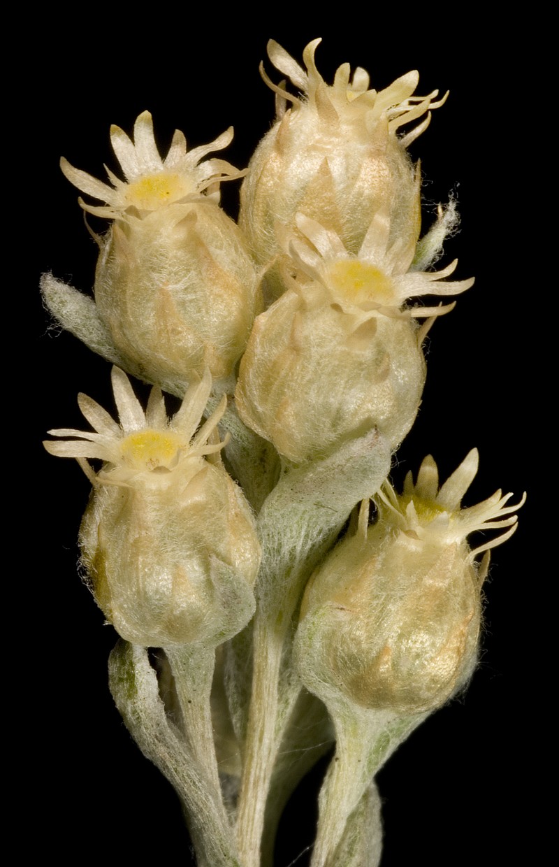 Pterochaeta paniculata