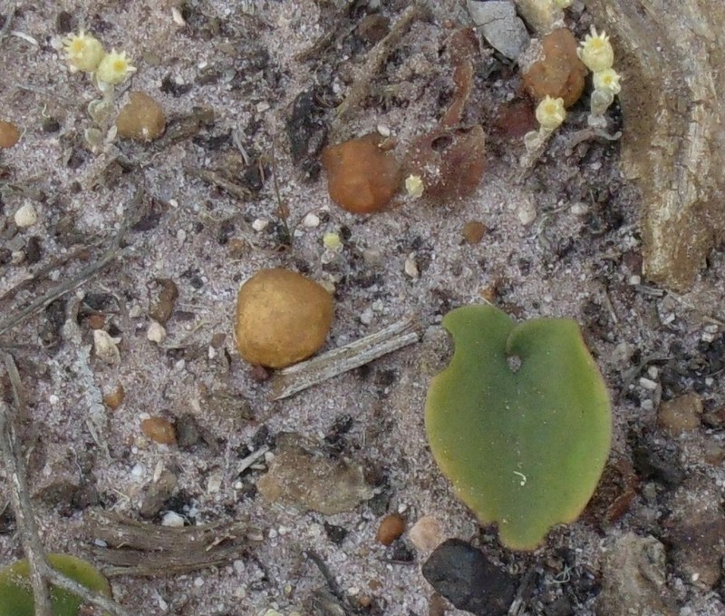 Pterochaeta paniculata photo 2