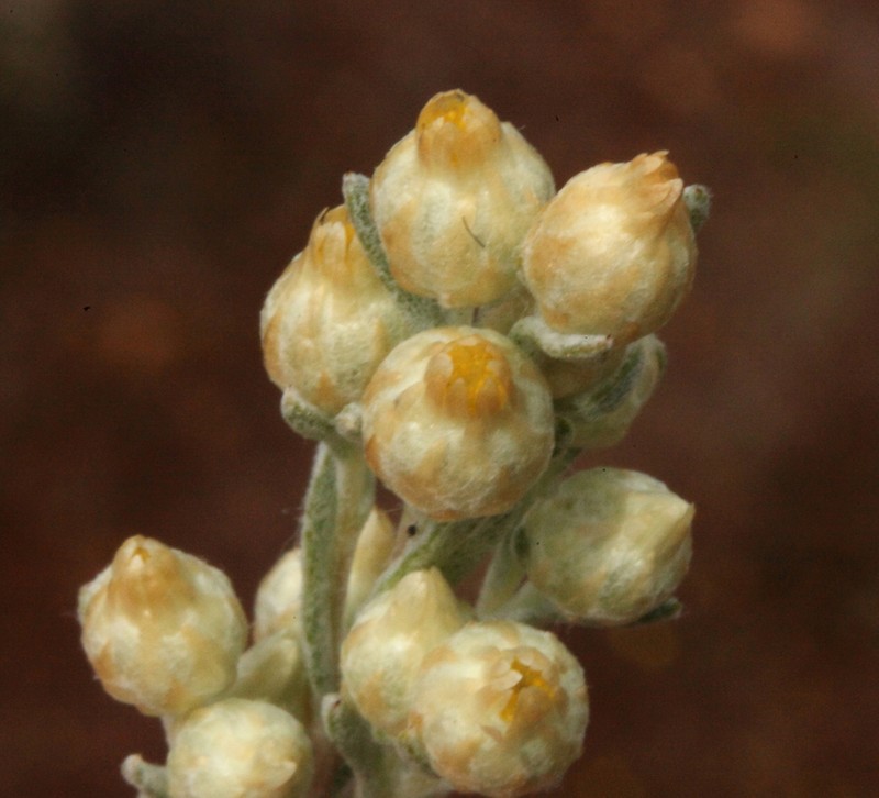 Pterochaeta paniculata photo 3