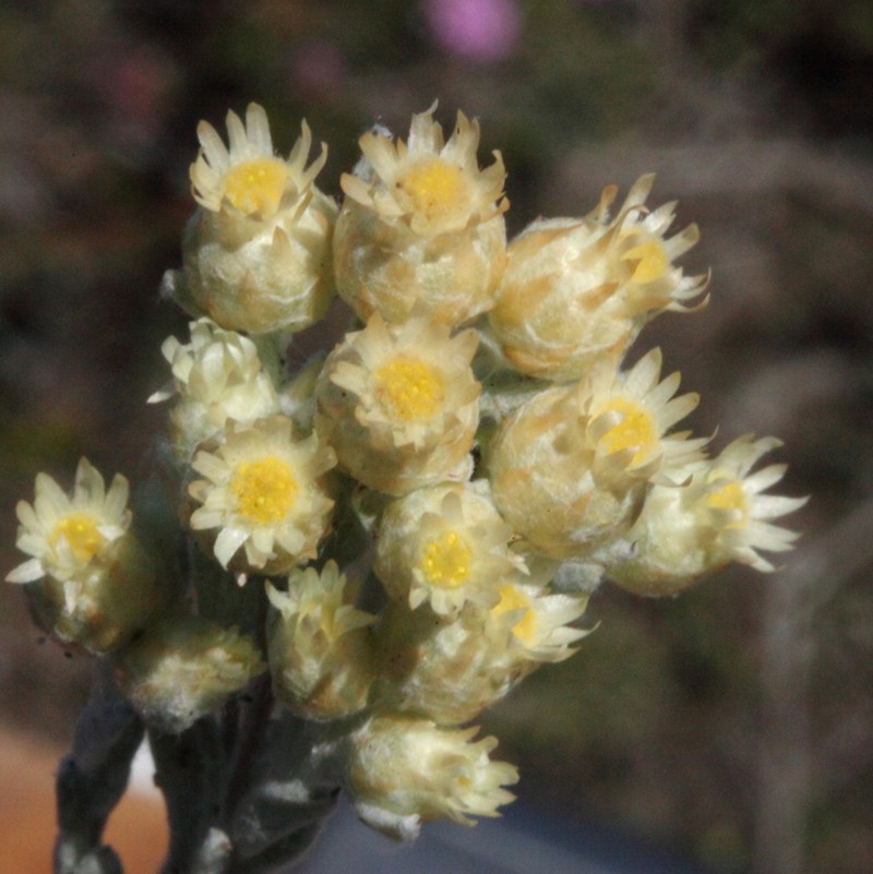 Pterochaeta paniculata photo 4