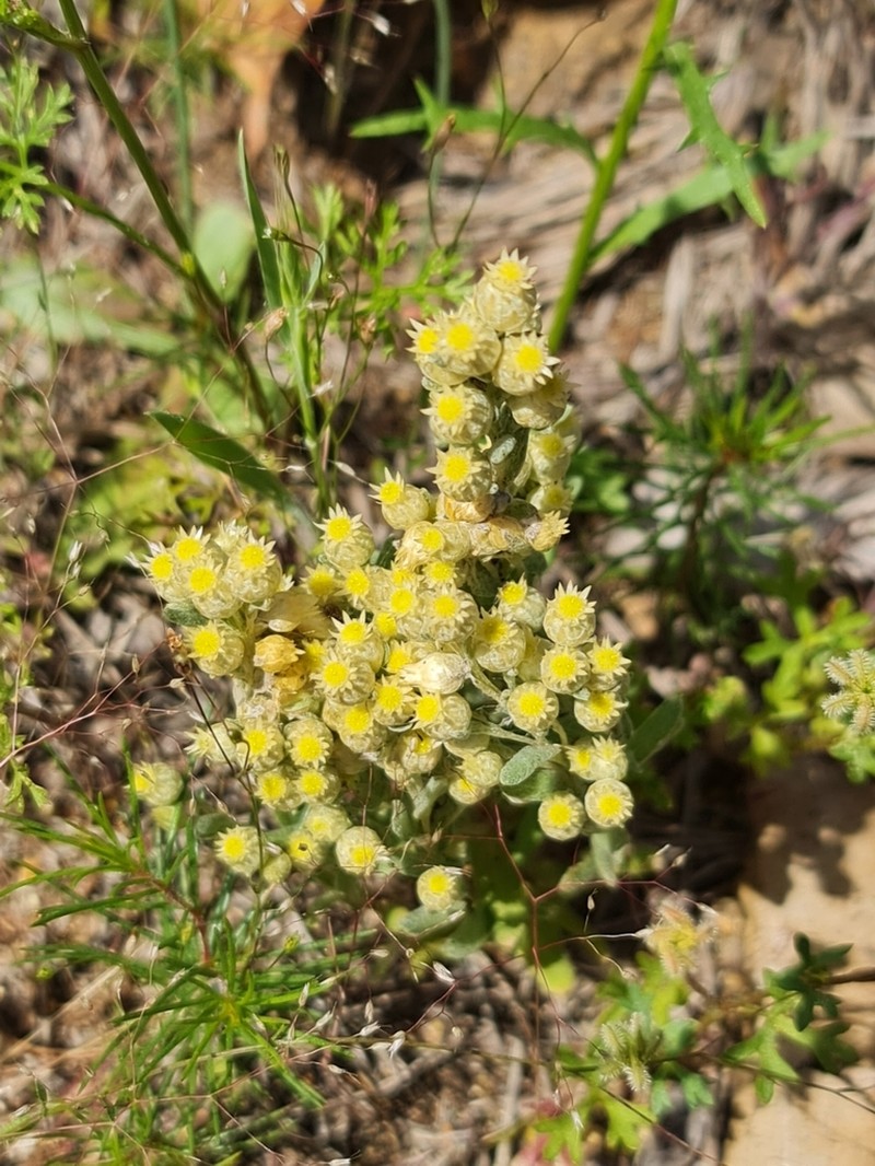 Pterochaeta paniculata photo 5