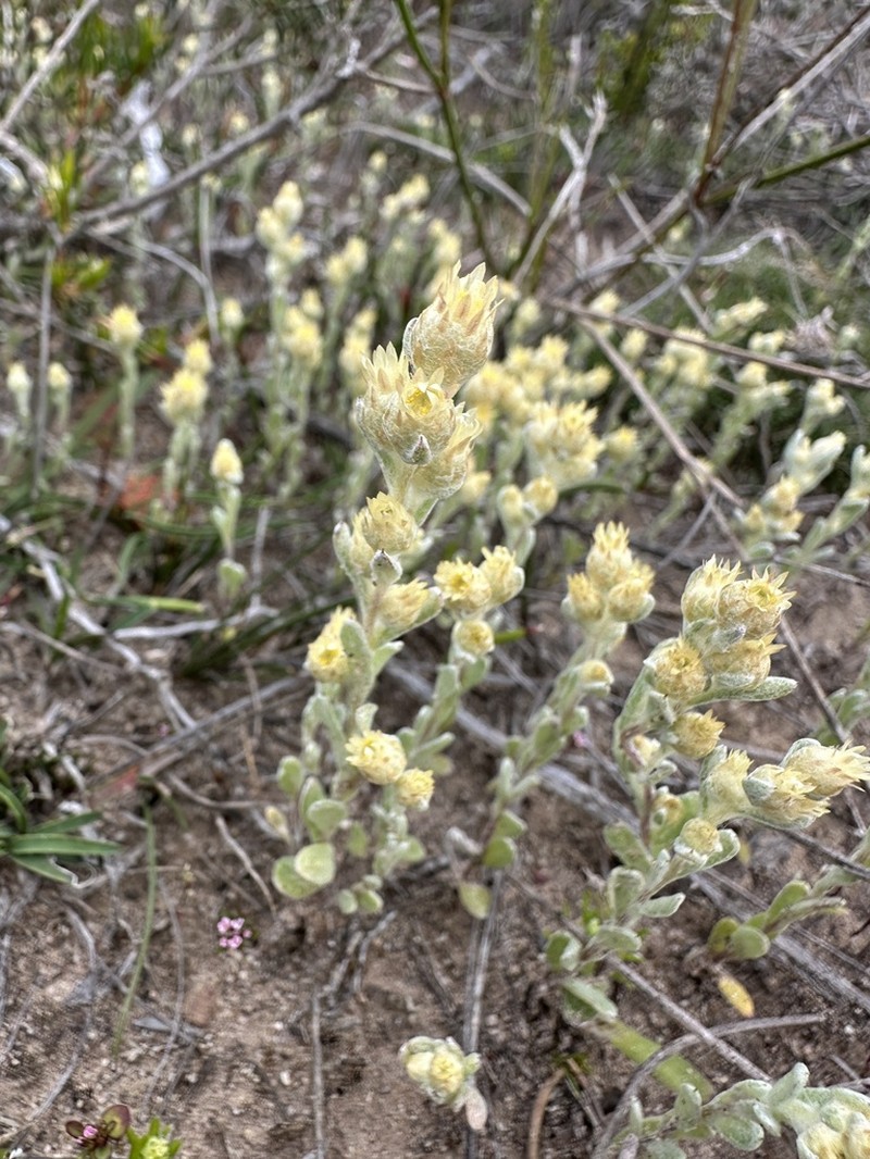 Pterochaeta paniculata photo 6