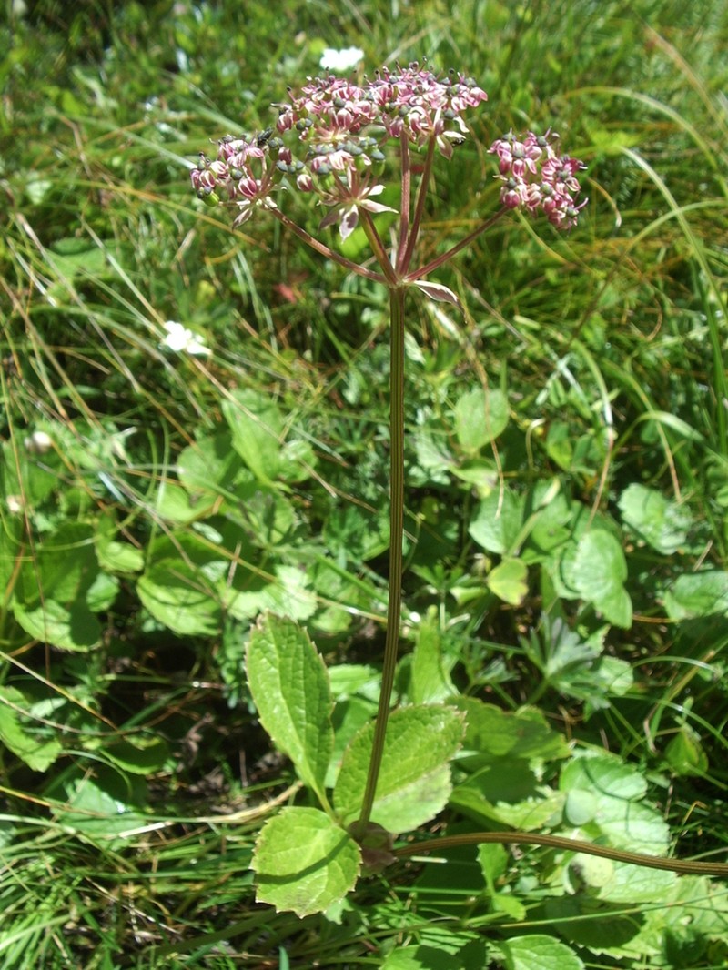 Pterocyclus angelicoides