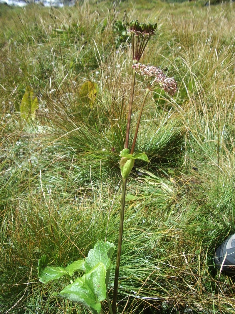 Pterocyclus angelicoides photo 2