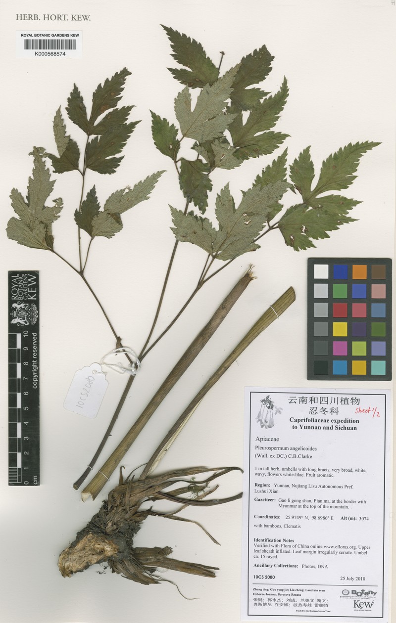 Pterocyclus angelicoides photo 3
