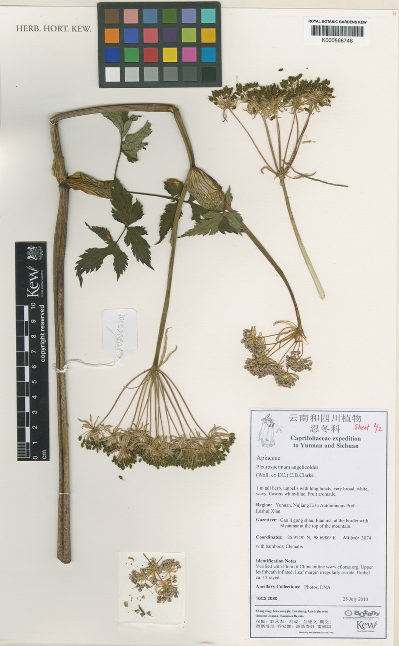 Pterocyclus angelicoides photo 4