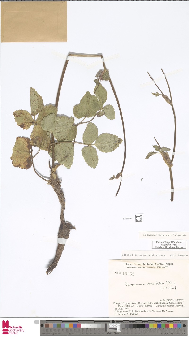 Pterocyclus rotundatus