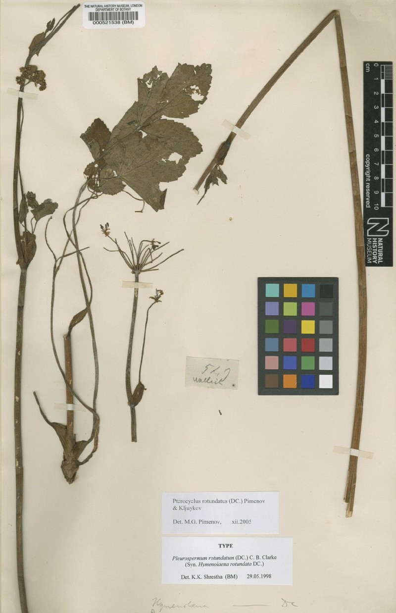 Pterocyclus rotundatus photo 2