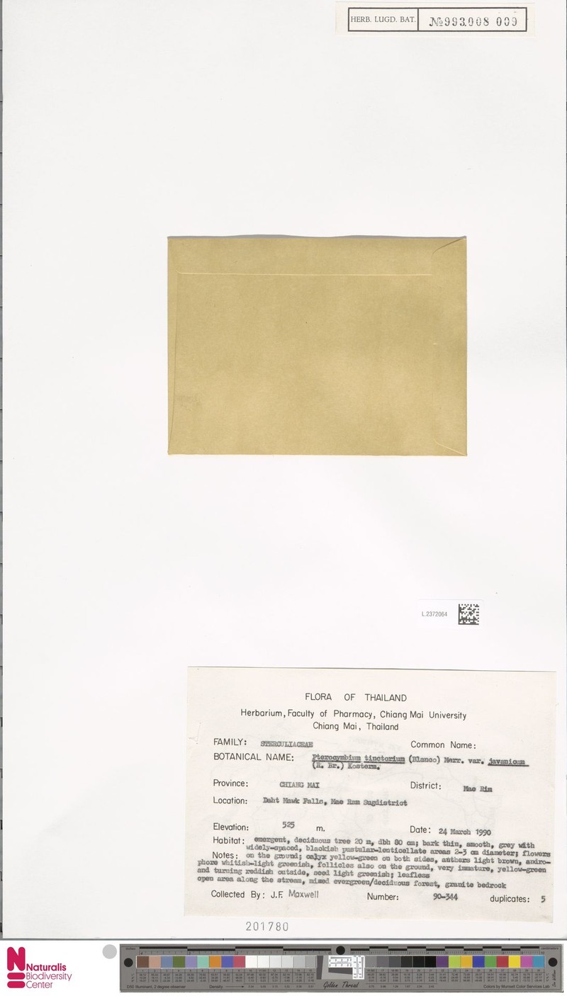 Pterocymbium tinctorium var. javanicum photo 2