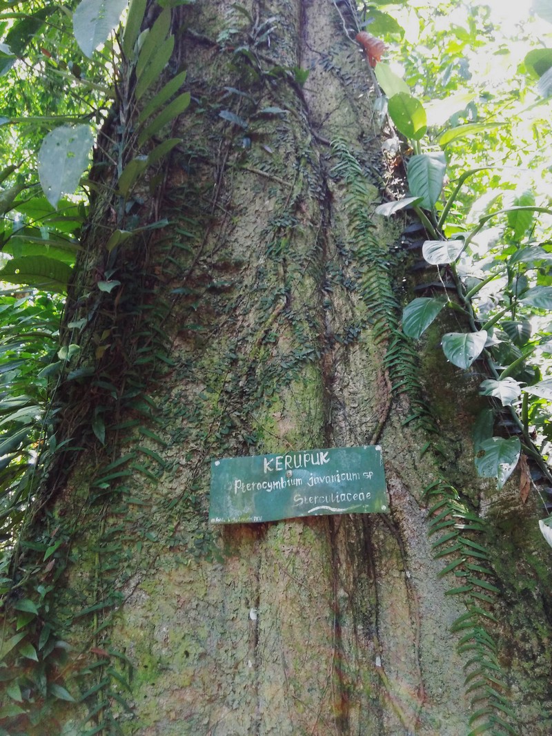 Pterocymbium tinctorium var. javanicum