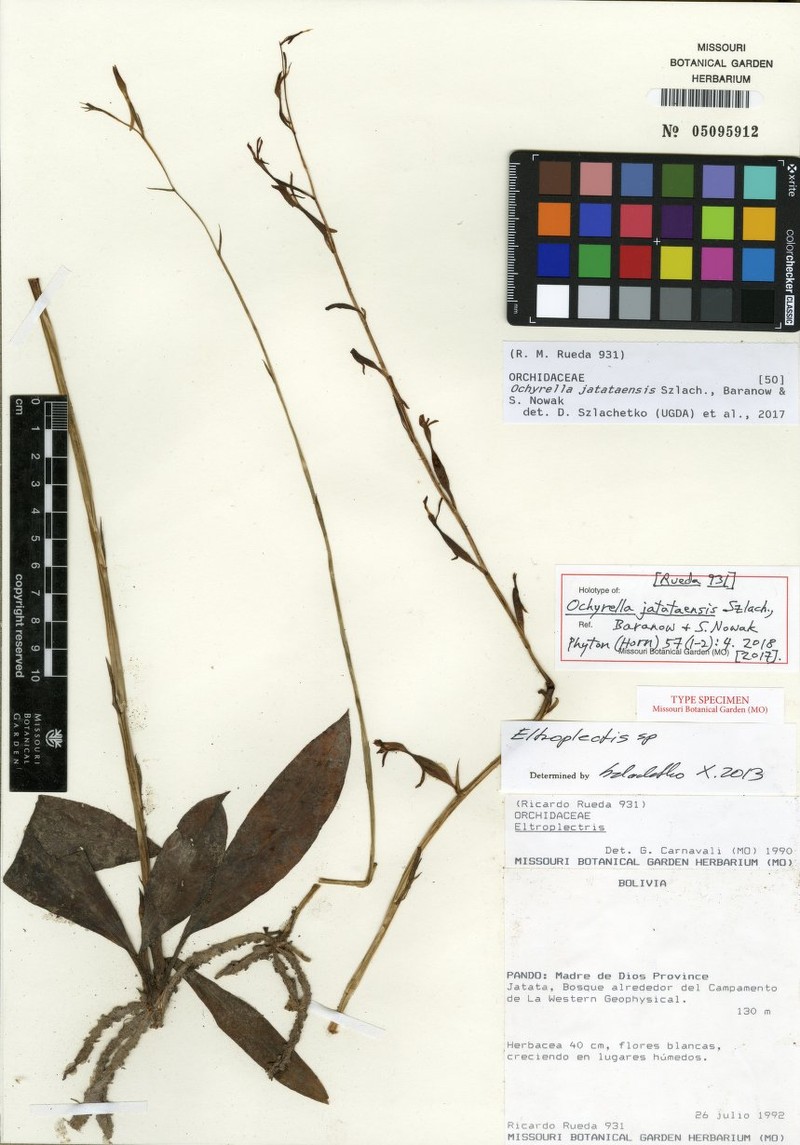Pteroglossa jatataensis