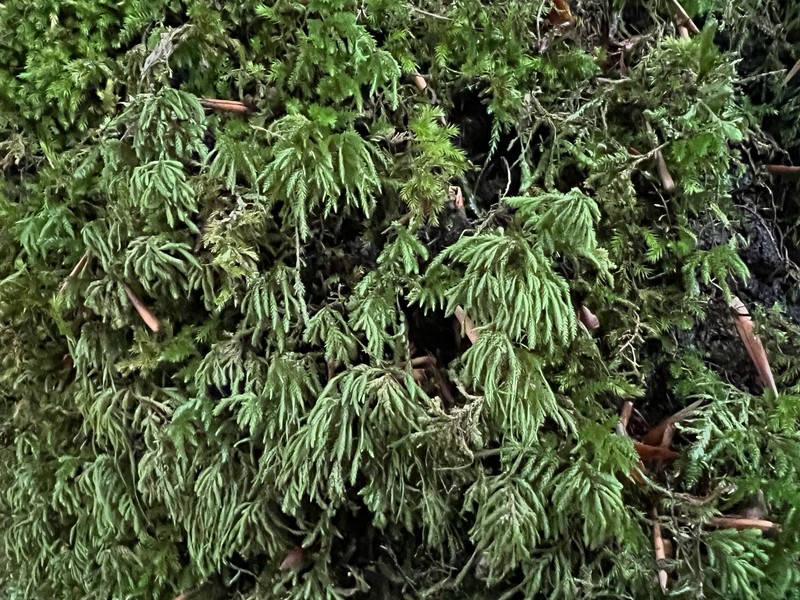 Pterogonium Moss