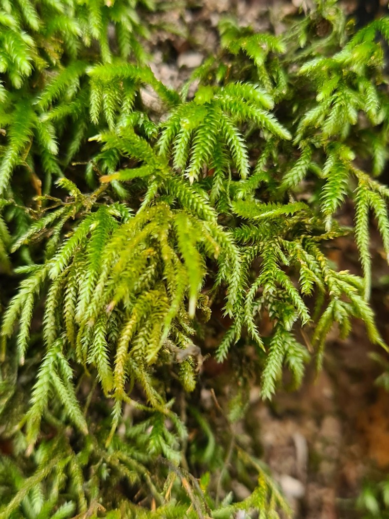 Pterogonium Moss photo 2