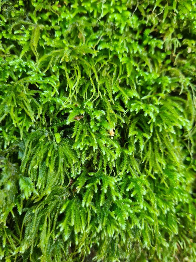 Pterogonium Moss photo 4