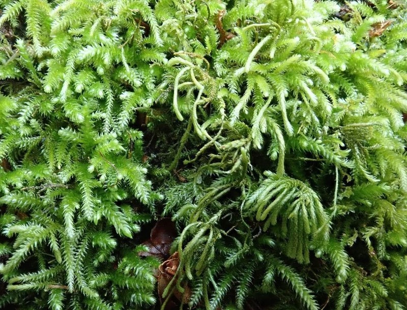 Pterogonium Moss photo 5