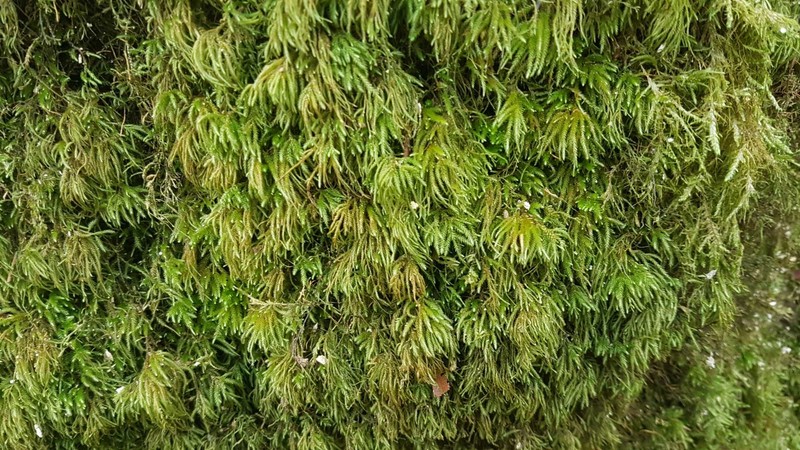 Pterogonium Moss photo 6